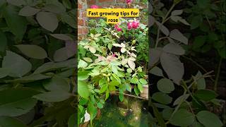 Fast growing tips amptrick for rose गुलाब की छंटाई के राज 😱 shorts roseplantpruningtrending [upl. by Sinnoda]