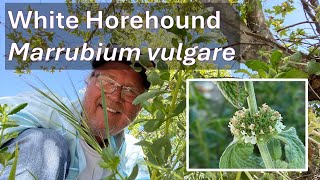 WHITE HOREHOUND HERB in Coto de Caza Marrubium vulgare [upl. by Kevyn760]