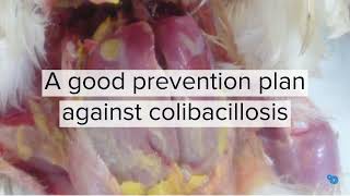 In one minute Prevention of colibacillosis establishing a healthy gut flora [upl. by Sarah]