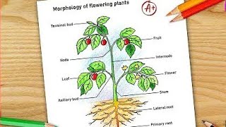 Morphology of Flowering plants drawing  easy  parts of flowring plants labelled diagram CBSE [upl. by Fihsak989]