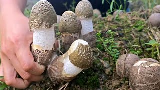 Immersive Mushroom Picking Is Really Fun 12 [upl. by Celesta]