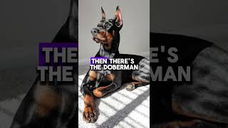 Pinscher vs Doberman Mighty Mini vs Loyal Guardian pinsher doberman dogbreed doglover [upl. by Brice]