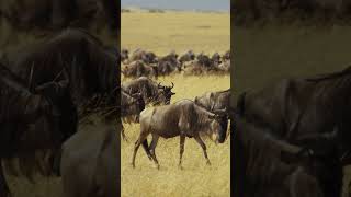 American Bison Thundering Icons of the Wild West [upl. by Ahsilra]