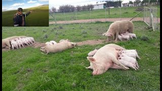 Free Range Pig Farming [upl. by Germaun]