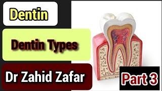 Part 3 Dentin Types of Dentin  typesofdentintypesdentin [upl. by Budding]