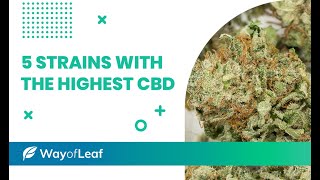 The 5 Best HighCBD Cannabis Strains [upl. by Bullen]