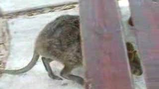 Quokka walking [upl. by Wane]