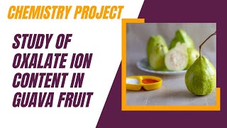 Study Of Oxalate Ion Content In Guava Fruit  Chemistry Investigatory Project  Chemistry Project [upl. by Onivla249]