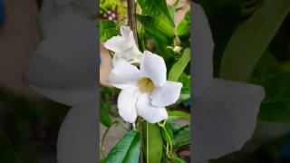 Repotting mandevilla plant shorts youtubeshorts [upl. by Knapp325]