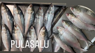 Pulasa fish Cutting and cleaning process పులసలు కట్ చేసే విధానంseafooddishes homefood [upl. by Silyhp]