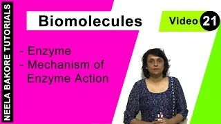 Biomolecules  NEET  Enzyme  Mechanism of Enzyme Action  Neela Bakore Tutorials [upl. by Sabah]