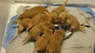 Golden Retriever Puppies Fun with Milk [upl. by Enailil432]