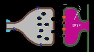 Synaptic Transmission [upl. by Edecrem120]
