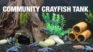 CAN YOU KEEP MULTIPLE CRAYFISH IN ONE TANK [upl. by Akimert]