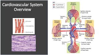 Cardiovascular System Overview [upl. by Jemimah343]