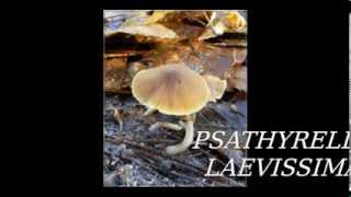 Psathyrella laevissima [upl. by Von]