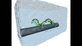 Selfassembly of a Carbonnanotube DNA hybrid [upl. by Rilda]