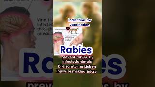 indications and prevention to avoid rabies in humans by vaccination [upl. by Viviene]