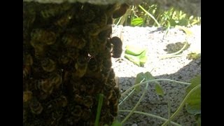 Audio amp Video of Honey Bees Fanning [upl. by Oneill]