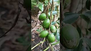 Plum Amra Spondias Mombin Fruit Plant Ambada [upl. by Iatnahs]