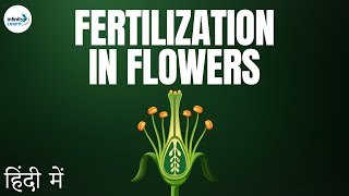 Fertilization in Flowers  in Hindi हिंदी में [upl. by Odama88]