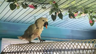 Cockatoo Eating Carrot and Pea鸚鵡吃紅蘿蔔和豌豆 [upl. by Reece]