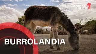 Burrolandia un santuario para evitar la extinción de la especie [upl. by Brookhouse6]