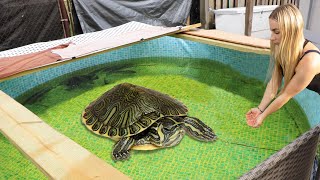 RESCUED BABY Turtle Gets His Dream HOME [upl. by Veda]