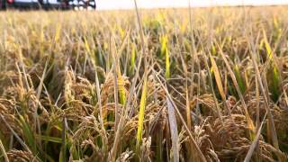 All About Australian Rice Full Video [upl. by Gytle]