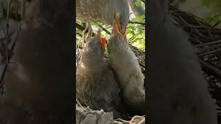 Fluff and Feathers Growing Up as Wild Babbler Bird Babies viralshort trendingshorts [upl. by Pozzy]