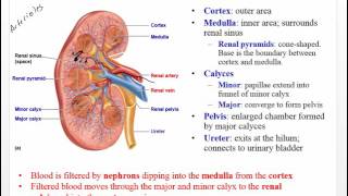 Ch 26 Renal Pt 1 Renal blood flow and Anatomy [upl. by Arihat187]