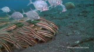 Striped Catfish Encounters in Lembeh [upl. by Nnaitsirhc1]