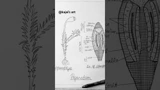 Sporophyte of Pogonatum diagrameasydrawing viral reels trending art shorts [upl. by Fortier825]