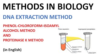 DNA extraction methods  Phenol Cholorofom Isoamyl Alcohol method and Proteinase K method English [upl. by Tanya]