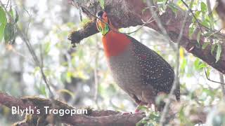 The rare Blyths Tragopan from Bhutan [upl. by Hsot426]