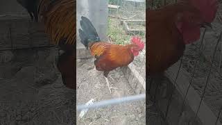 gamefowlbreed gamefowlchickenfarm gamefowls gamefowl gamefowlbreeding gamefowlbreeders spain [upl. by Leamiba543]