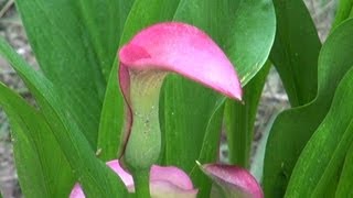 Tropical Color with the Calla Lily  Zantadeschia Spp [upl. by Dnalro406]