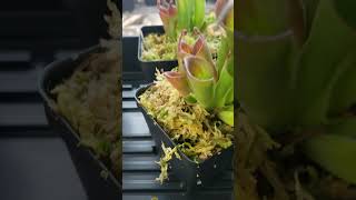 Feeding Heliamphora carnivorousplants houseplants plants plantcare [upl. by Socem]