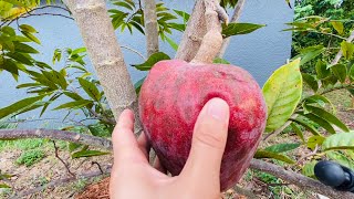 Best time to pick a Custard apple 🍎Annona reticulata [upl. by Cichocki446]