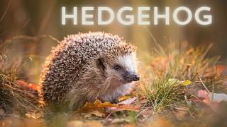 Hedgehog sound  Hedgehog noises  Wild hedgehog  Forest hedgehog [upl. by Suoivatram888]