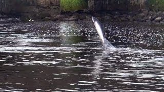 Wild Atlantic salmon run in Drowes Fishery Ireland Ход лосося из моря в реку HD [upl. by Dallon71]