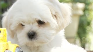 Shichon Puppy Gets Stuck [upl. by Nelav]