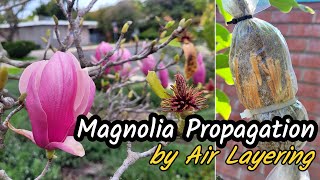 How to Propagate and Grow Magnolia Trees from ROOTED Branches Using Air Layering Technique 粉色玉兰 [upl. by Serles842]