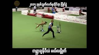 Agility World Champion သွက်လက်မှု ပြိုင်ပွဲ ကမ္ဘာ့ချန်ပီယံ ဘယ်ဂျီယံ မယ်လနွိုက် [upl. by Nitsuga263]