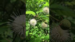 Buttonbush [upl. by Nilla436]