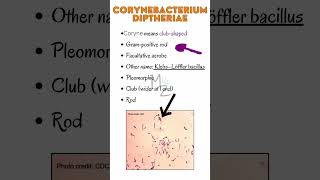 Corynebacterium diphtheria cause Diphtheriamicrobiology bacteriology bacteria infection [upl. by Auoy]