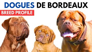 Dogues De Bordeaux Dog Breed Profile History  Price  Traits  Dogues De Bordeaux Grooming Needs [upl. by Yaf]