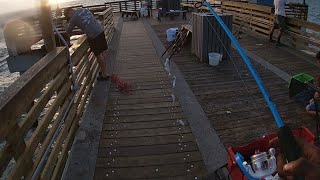 How to use a Sabiki Rig to catch pilchards [upl. by Nyledam]