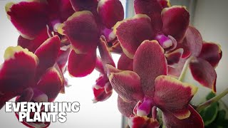 HOW TO WATER A PHALAENOPSIS ORCHID  Orchid Care For Beginners [upl. by Eyla456]