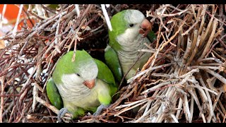 Wild Quaker Parakeets Colony Building [upl. by Airdnaid]